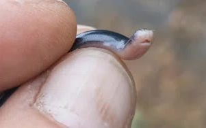 The World’s Smallest Snake