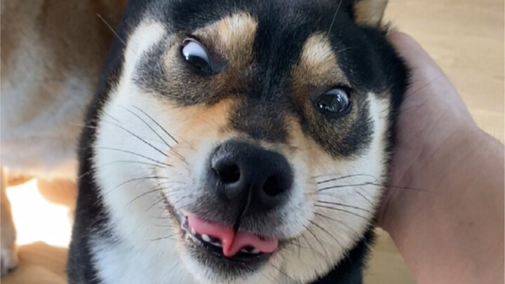 العرش الإمبراطوري العائلي للدا هوانغ