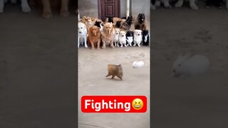 Fighting😆 #ทาสแมว #คลิปแมวตลก #cutecat #คลิปสัตว์เลี้ยงน่ารัก #คลิปแมวน่ารัก #คลิปแมว #คลิปตลก #ขำๆ