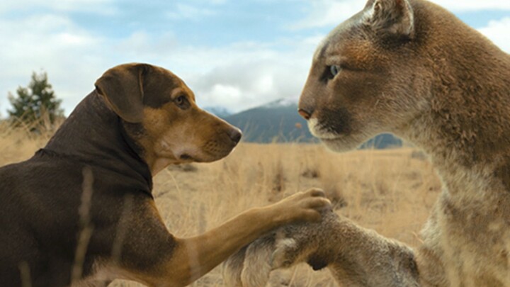 A female dog mistook a lion cub for her child and raised it until it was older than herself. This is