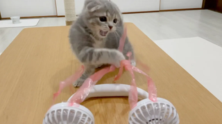 Kitten Lulu playing with a fan