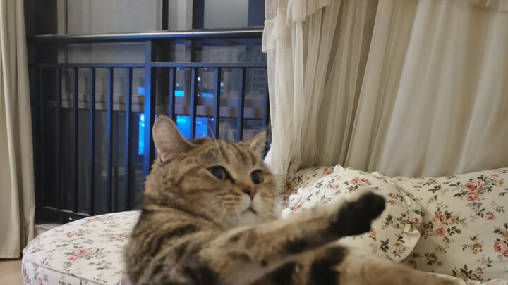 当你带了别的小猫咪回家