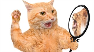 Funniest Animals 😂 2023 Funniest Cats and Dogs 🐱🐶