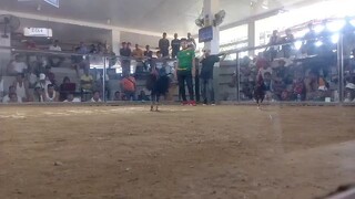 2 Hits Champion (04/25/2025). First Fight: Stag Hennie Line (Kanan Tari)