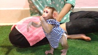 Teaching monkey Mino to walk while feeding yogurt