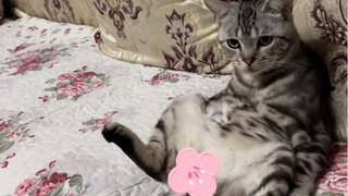 Mèo nhà ai ngồi thế này hả aaaaaaa！！！！！