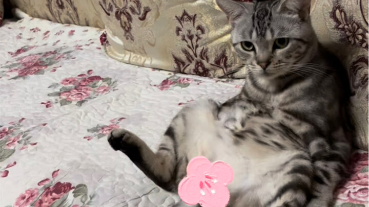 أي قطة تجلس هكذا يا الله！！！！！