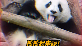 熊熊：我中文十级水平！