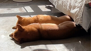 烤面包还会自动翻面！