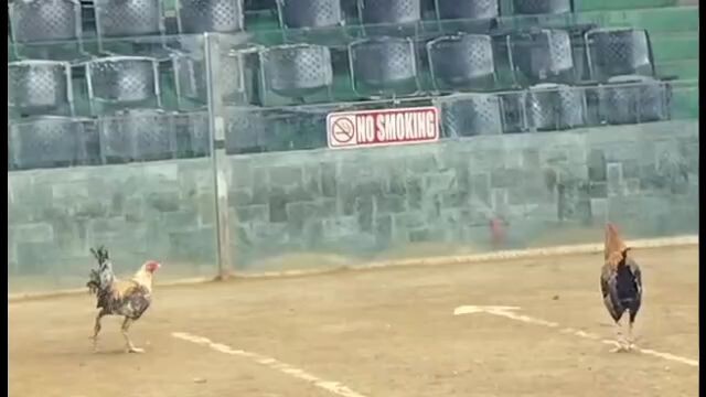 4/12/26 2hits @SEGUNDO ARENA second  fight L