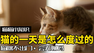 宠物猫一直不出门会无聊吗？带你看看它们眼中的一天