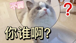 和我家的布偶猫分开了半年，不知道它还认识我吗