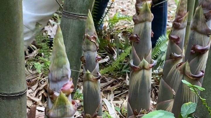 Sharing over a dozen kinds of bamboo shoots—how many have you tried?