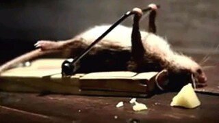 【万恶之源】那些丧心病狂的沙雕广告们，加油努力减肥！ 第三弹