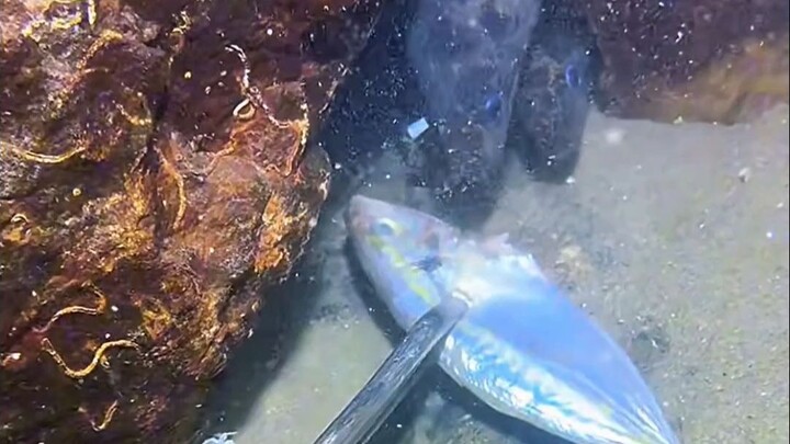 Deep-sea fishing for eels with fish—can you guess how it ends?