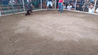 literal na swerte. 6/10 tawagan.dako taas Ang kalaban. wpc3 vs late born amoa. buhi pa kalaban😅😅😅