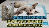 Inna lillahi wa inna ilaihi raji'un Kucing Jalanan Kecebur Got Sudah Pulang Ke Sang Maha Pencipta..!