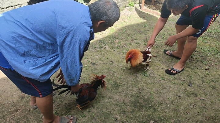 Banugon balda vs Manok na pula