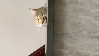 This kitten looks very socially anxious