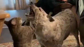 The dog just realized how powerful its claws are.
