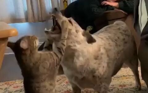 狗子刚刚意识到原来它的爪子这么厉害