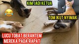 Momen Lucu Kucing -Kucing Jantan Cats Lovers Tv Pada Rapat | Kucing Scabies Keliling Kampung Part 3