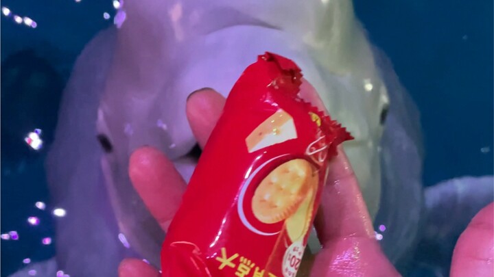 People often ask me why I don’t give Xiaohei something else to eat for a change. But Xiaohei doesn’t