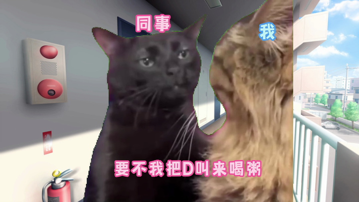【Meme mèo】Câu chuyện thực tập sinh bị tai nạn lao động rồi tăng cân
