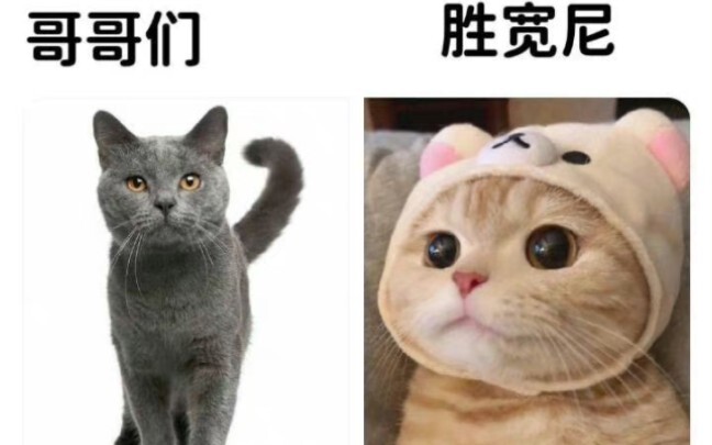【SEVENTEEN】Sungwon: I’m a little cat! DK: Ani! The little cats are Jun and Wonwoo~