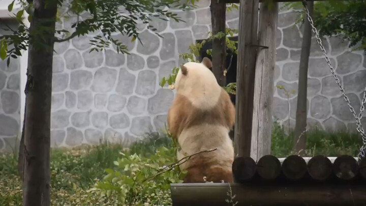 [Animals]Cute moment of angry panda