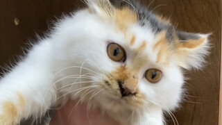 Crazy Cat Diary