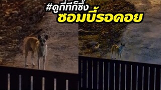 ซอมบี้รอคอย ความรักคนกับหมาวันแรกถึงวันนี้ #ดูกี่ทีก็ซึ้ง ep7