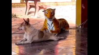 Chơi cái trò gì mắc dạiiii