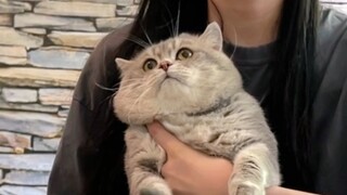 The weather's getting hot—even sea cucumbers can't be bothered to struggle anymore!