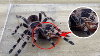 Một đòn khóa họng, chỉ còn tàn tích. Nhện Tarantulas tiêu hóa gián.