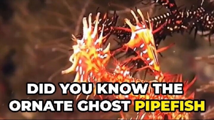 Ornate Ghost Pipefish: The Master of Disguise