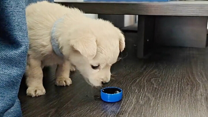 เมื่อลูกหมาดื่มน้ำอัดลมเป็นครั้งแรก