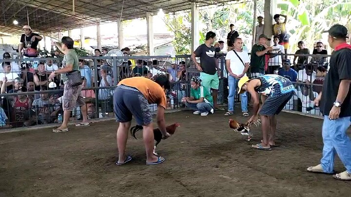 kahit talo tuloy parin #sabong