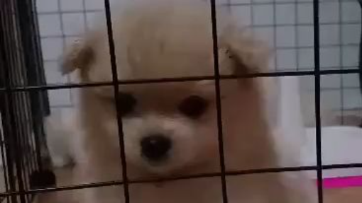 cute puppy