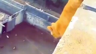 Hahhahaha yong pusa🤣🤣