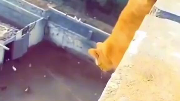 Hahhahaha yong pusa🤣🤣