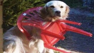 Funny Cats And Dogs Videos 😁 - BEST Funny Animal Videos 2024 🥰#6