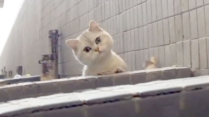 Weird! The cat was rescued, but the owner didn't want it anymore...