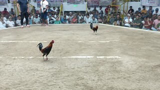 Win 3rd Fight at 4 Stag Derby Raptor Sweater🐔
