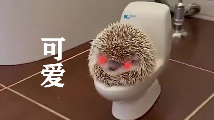 "Cute and Wonderful Animal Awards"