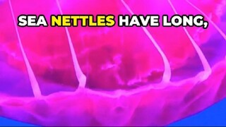 Sea Nettles Eat Pigments! Discover Their Color-Changing Diet