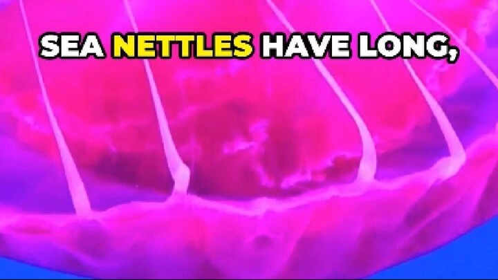 Sea Nettles Eat Pigments! Discover Their Color-Changing Diet