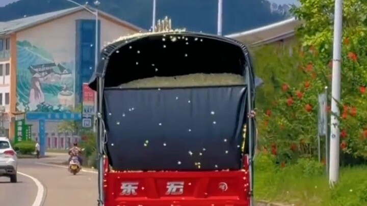 Has the jasmine after the disaster really come to this?