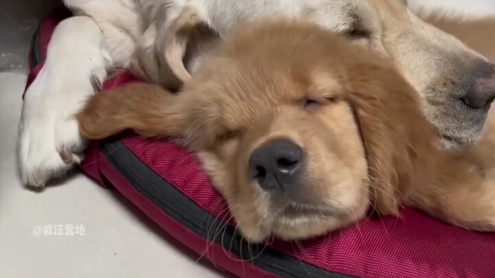 หมาที่ไม่เคยโดนต่อยก็ต่างออกไปนี่เอง