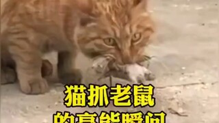 Cat and mouse high energy moment